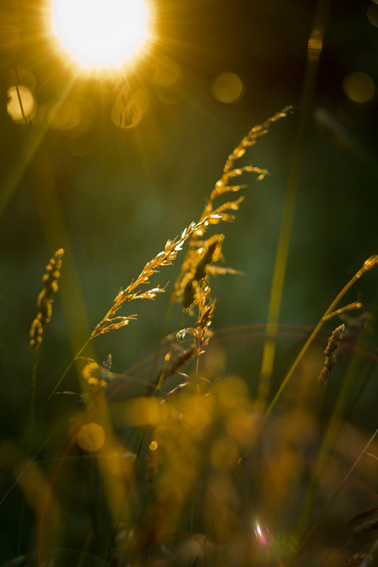 Фотографія Сонце у травах... / Олександр Шахманцір / photographers.ua