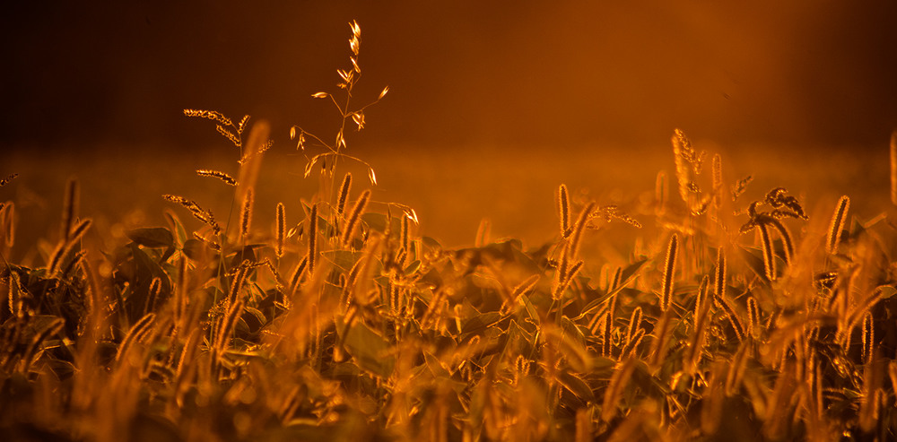 Фотографія Cонячні трави / Олександр Шахманцір / photographers.ua