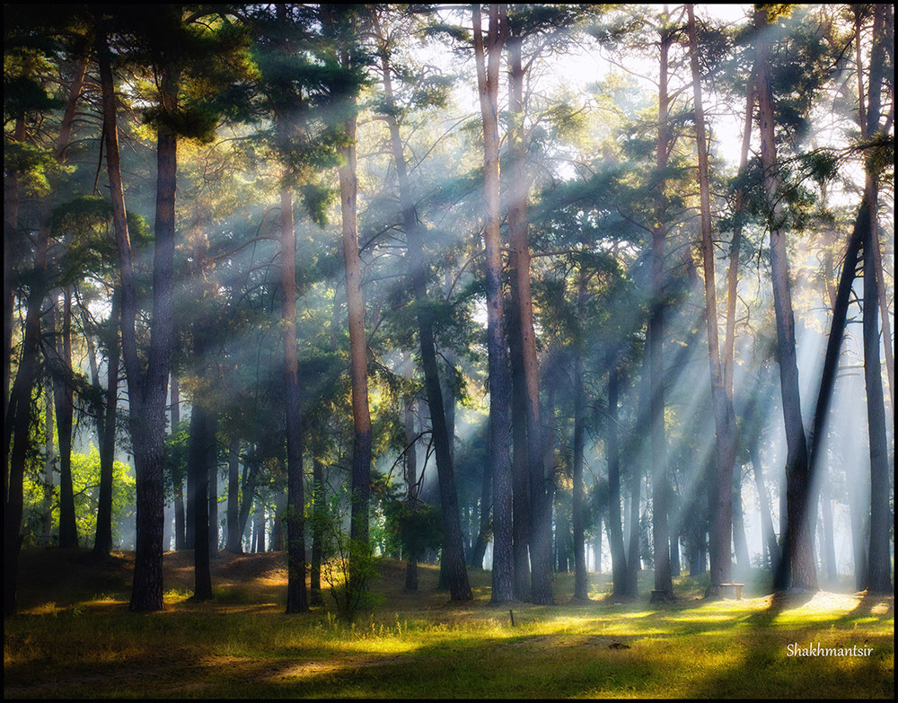 Фотографія Сни соснового лісу / Олександр Шахманцір / photographers.ua