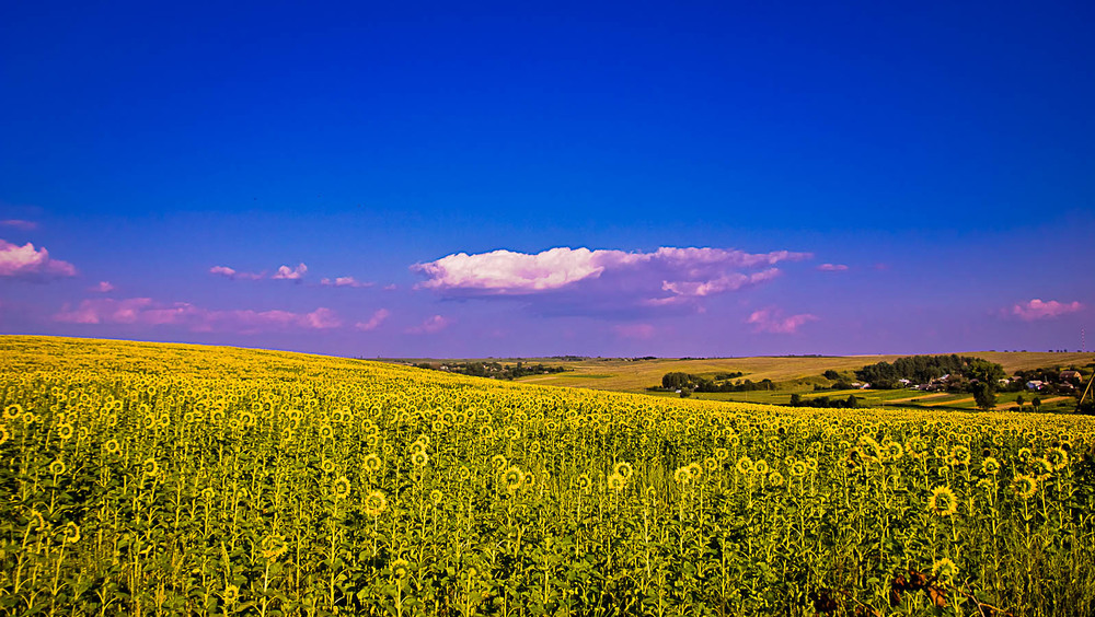 Фотографія "Айсберги" над соняшниковим полем... / Олександр Шахманцір / photographers.ua