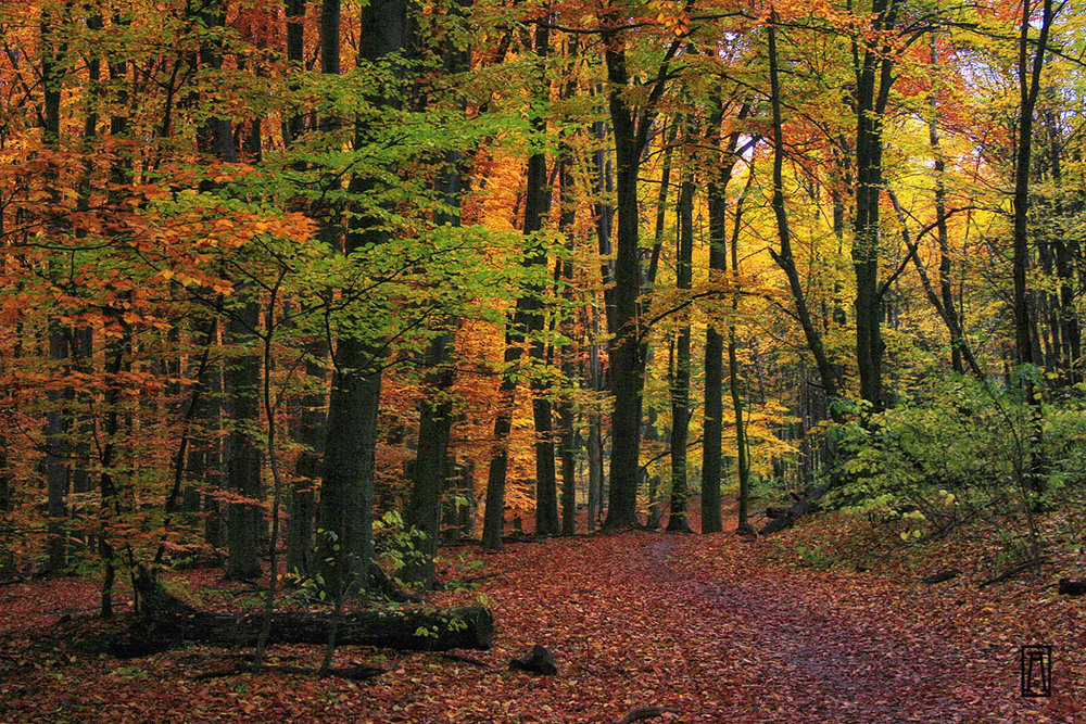 Фотографія Пейзаж / Андрій Решетняк / photographers.ua