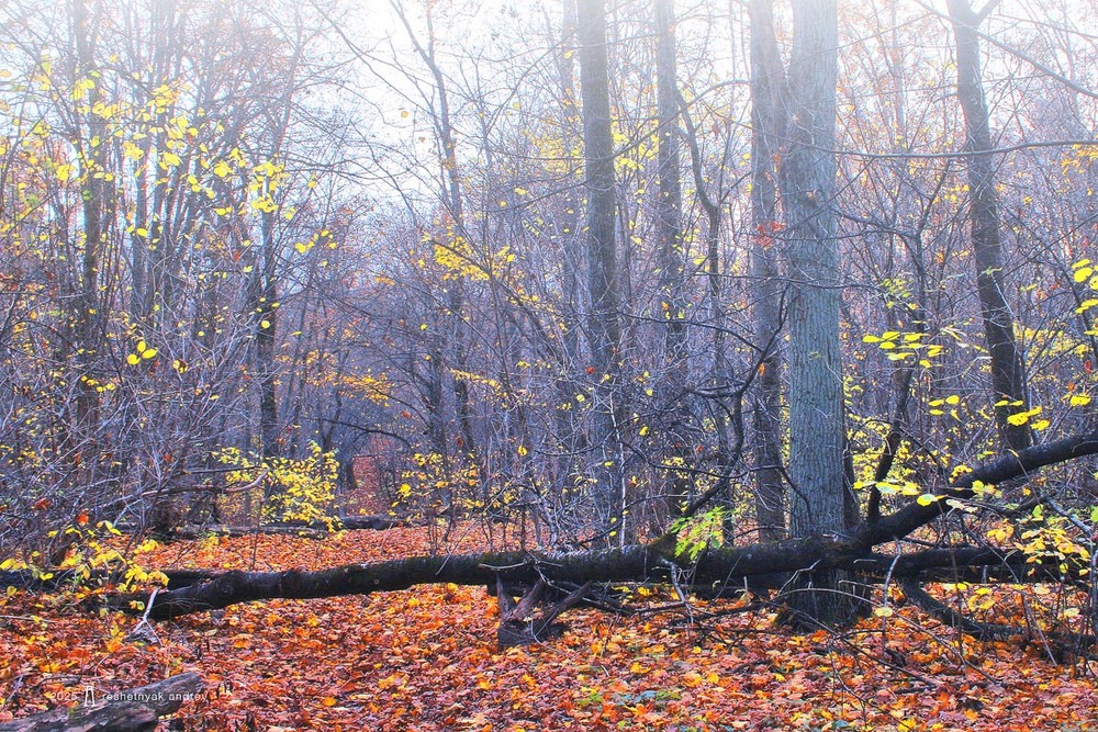 Фотографія У тумані / Андрій Решетняк / photographers.ua