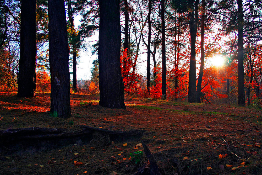 Фотографія Пейзаж / Андрій Решетняк / photographers.ua