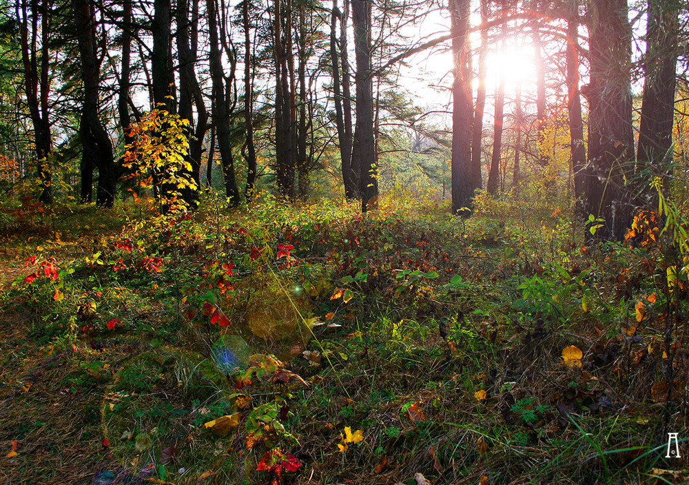 Фотографія Пейзаж / Андрій Решетняк / photographers.ua
