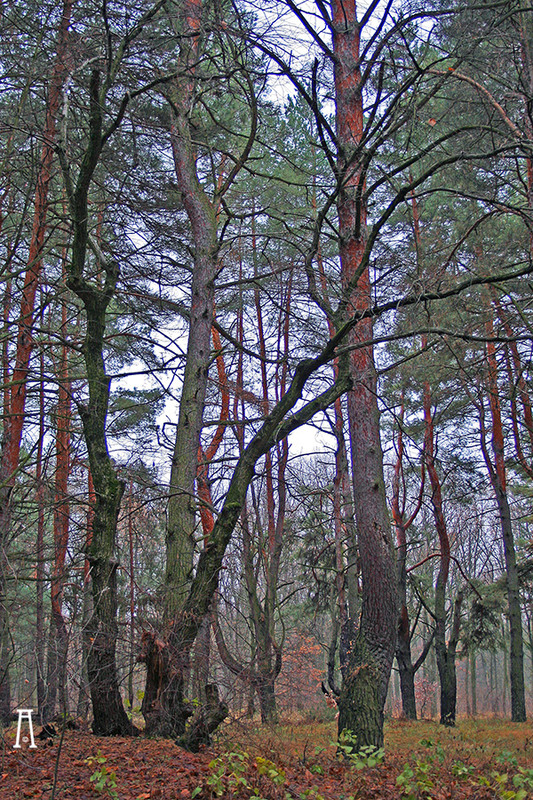 Фотографія Пейзаж / Андрій Решетняк / photographers.ua