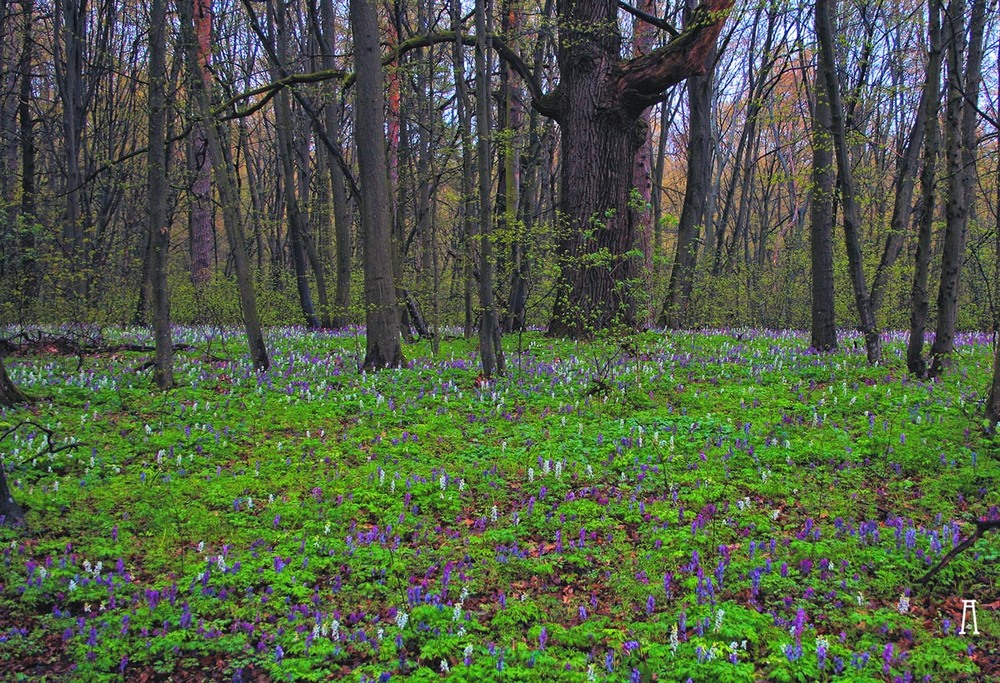 Фотографія Пейзаж / Андрій Решетняк / photographers.ua
