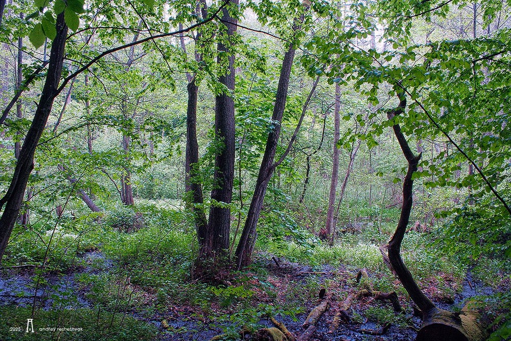 Фотографія Пейзаж / Андрій Решетняк / photographers.ua