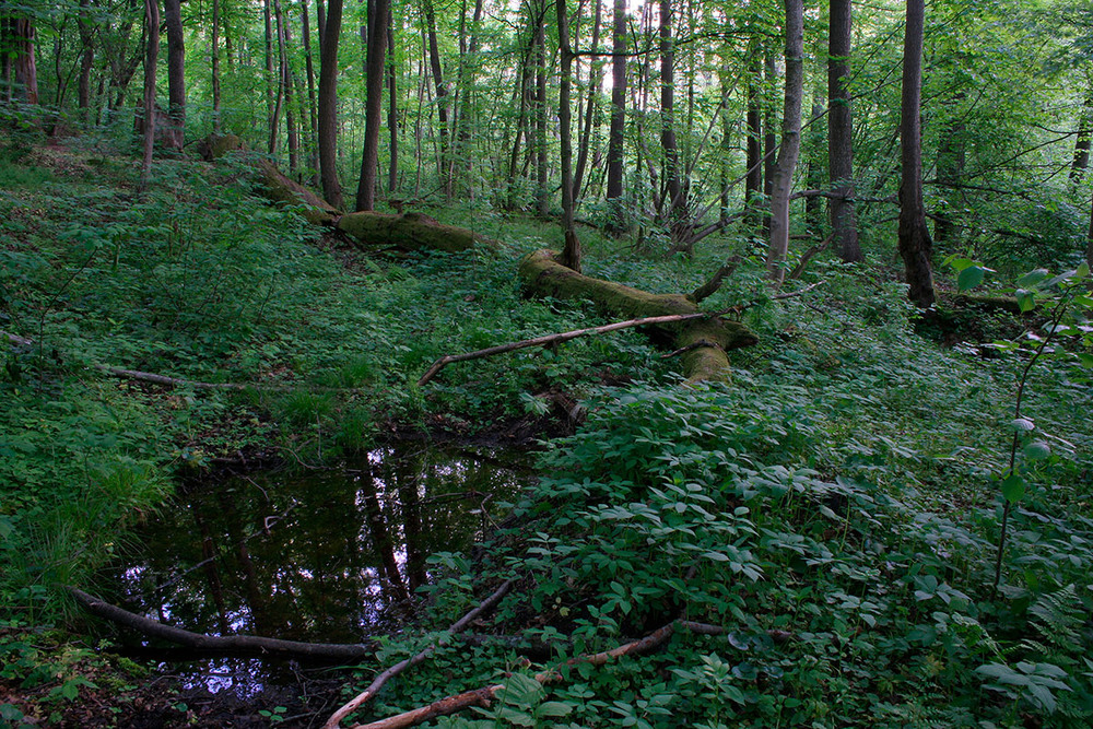 Фотографія Пейзаж / Андрій Решетняк / photographers.ua
