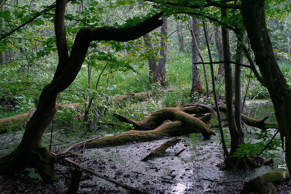Фотографія Пейзаж / Андрій Решетняк / photographers.ua