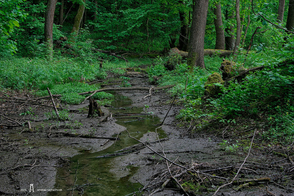 Фотографія Пейзаж / Андрій Решетняк / photographers.ua