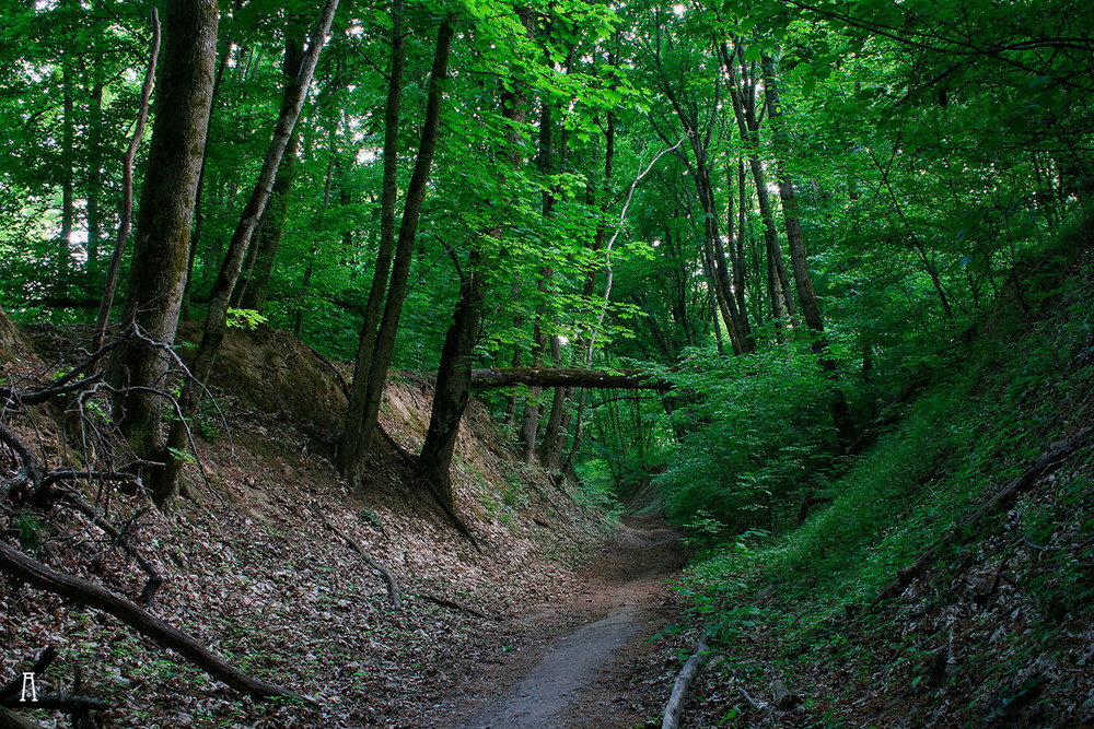 Фотографія Пейзаж / Андрій Решетняк / photographers.ua