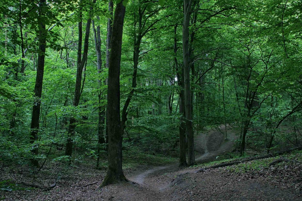 Фотографія Пейзаж / Андрій Решетняк / photographers.ua