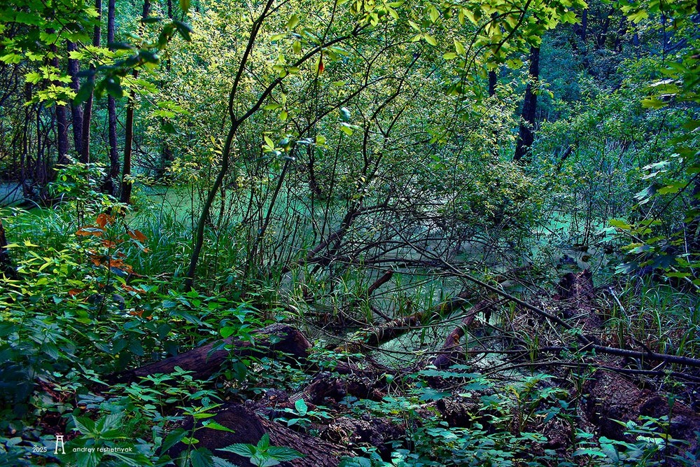 Фотографія Пейзаж / Андрій Решетняк / photographers.ua