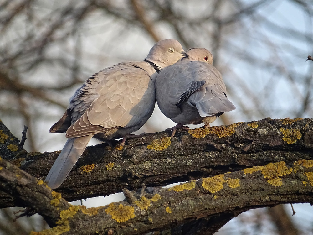 Фотографія Love Story... / Самоделкин В.Ш. / photographers.ua