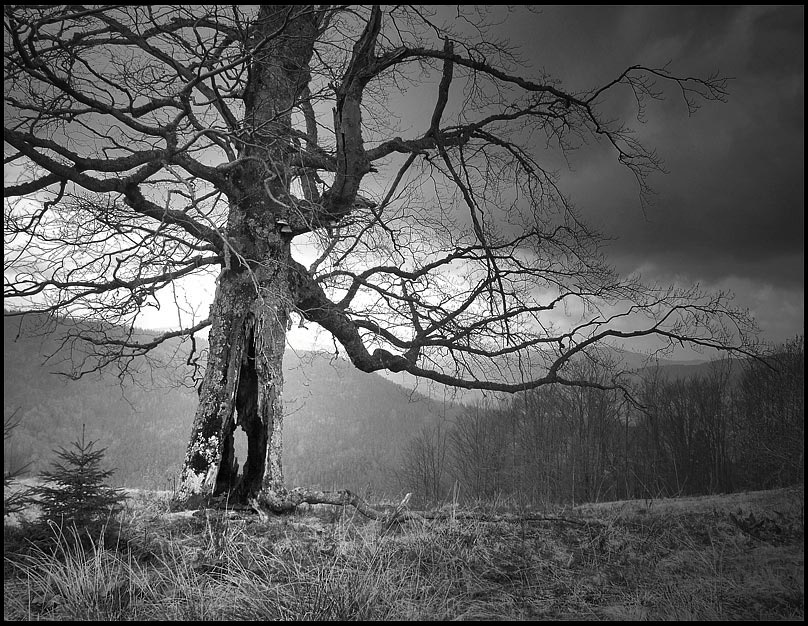 Фотографія хранитель Карпат / V  R / photographers.ua