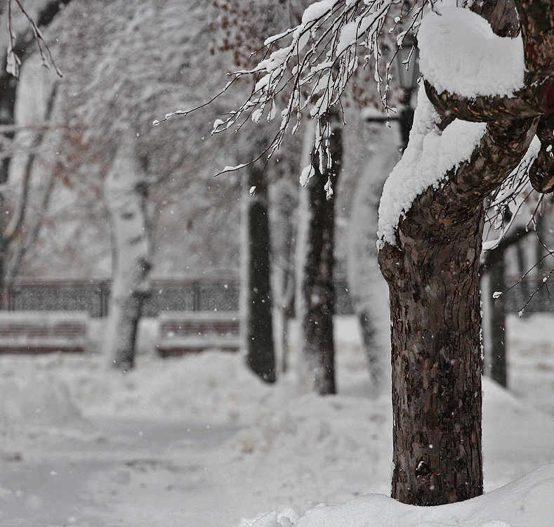 Фотографія Let it snow / V  R / photographers.ua