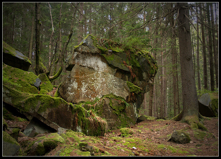 Фотографія у лісі, лісі темному... / V  R / photographers.ua