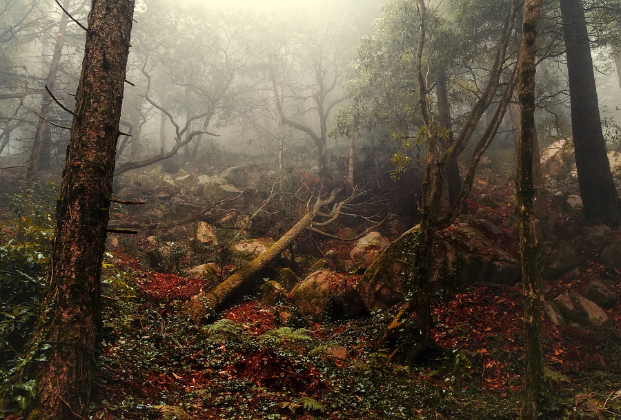 Фотографія Утро в лесу. / Paulo Flop / photographers.ua