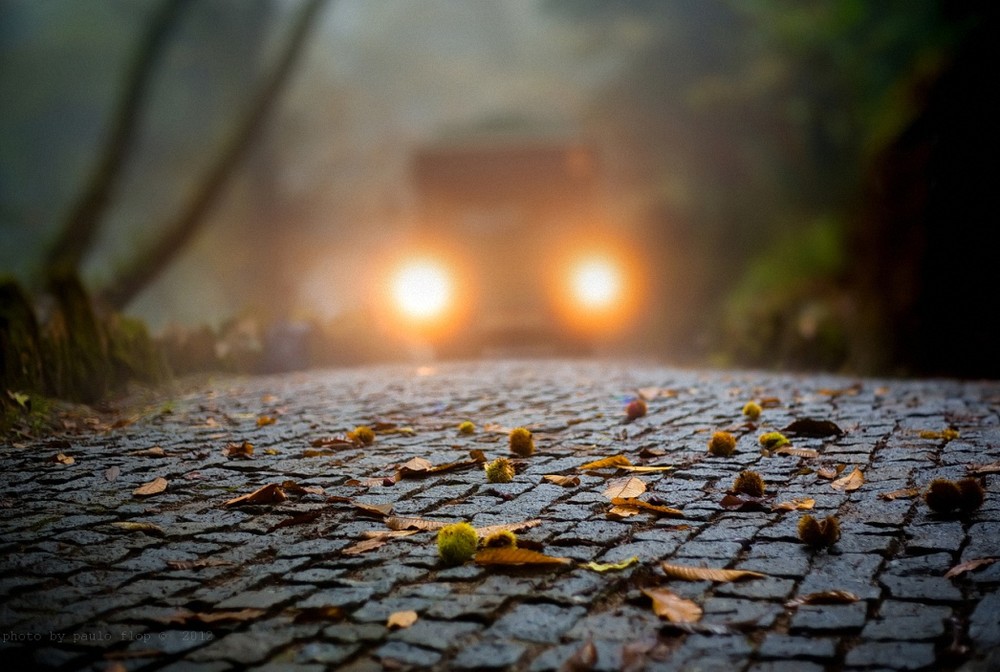 Фотографія Season chestnuts. / Paulo Flop / photographers.ua