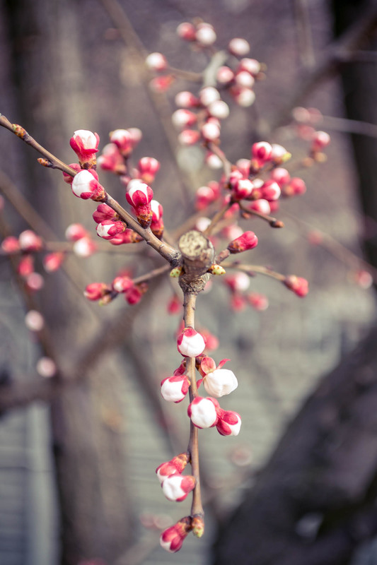 Фотографія На распутье Древа Жизни / Анастасия Котова / photographers.ua