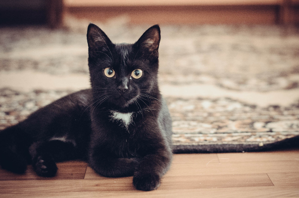 Фотографія Не смотри, что маленькая... / Анастасия Котова / photographers.ua