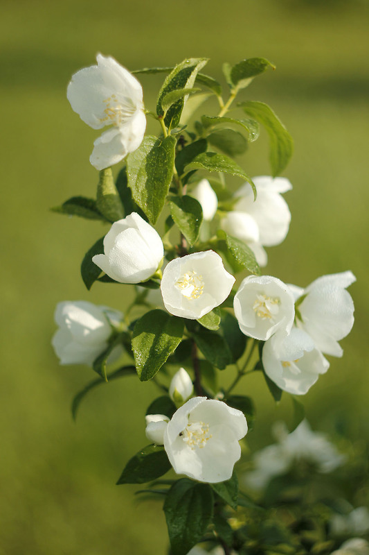 Фотографія Ветка белого жасмина... / Сергей Карнаух / photographers.ua