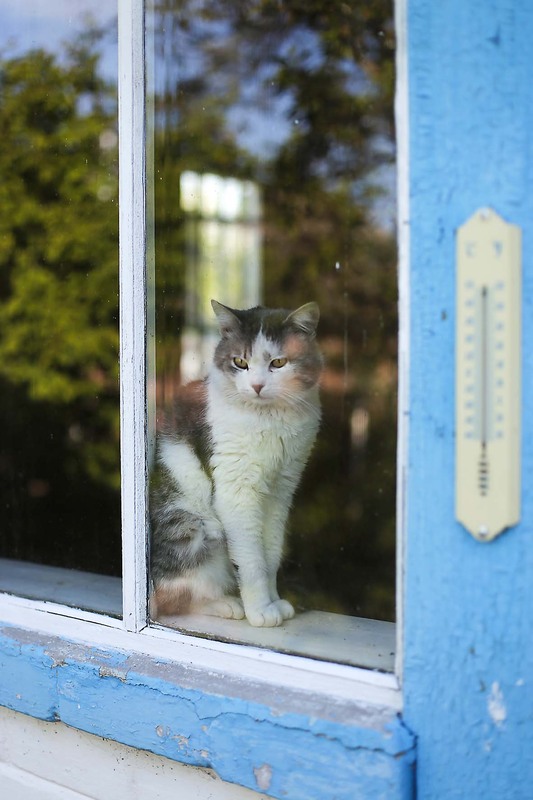 Фотографія Весняний котячий смуток... / Сергей Карнаух / photographers.ua