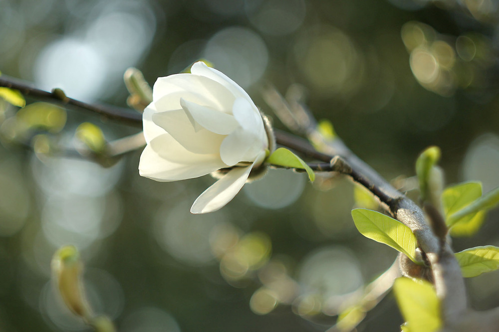 Фотографія Навіть в Конотопі магнолії цвітуть... / Сергей Карнаух / photographers.ua