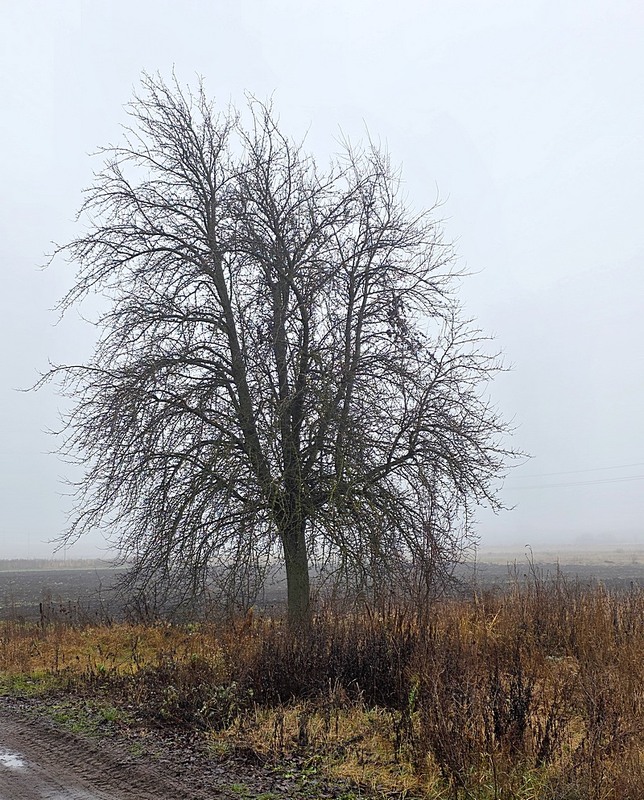 Фотографія Разное / Віталій Шафранський / photographers.ua