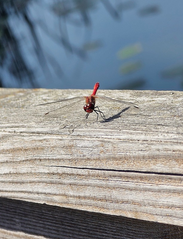 Фотографія Макро / Віталій Шафранський / photographers.ua