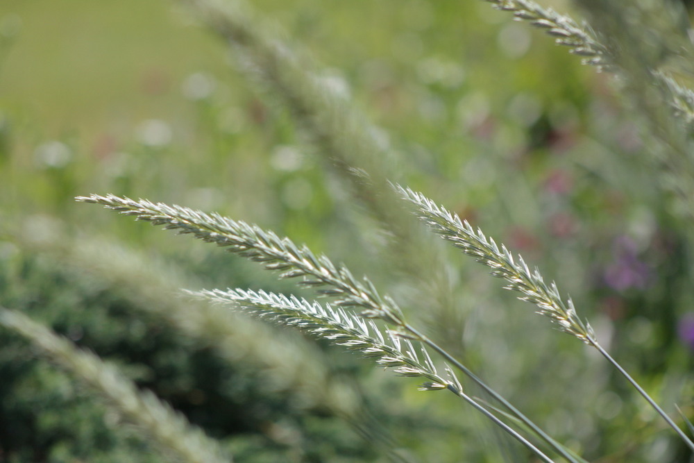 Фотографія Разное / Віталій Шафранський / photographers.ua