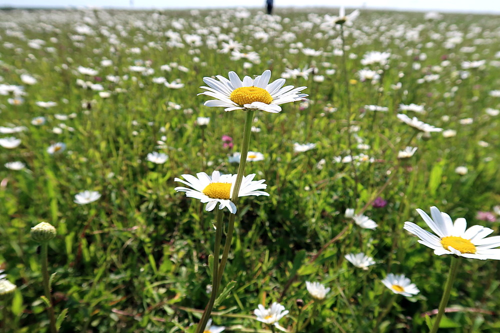 Фотографія Разное / Віталій Шафранський / photographers.ua