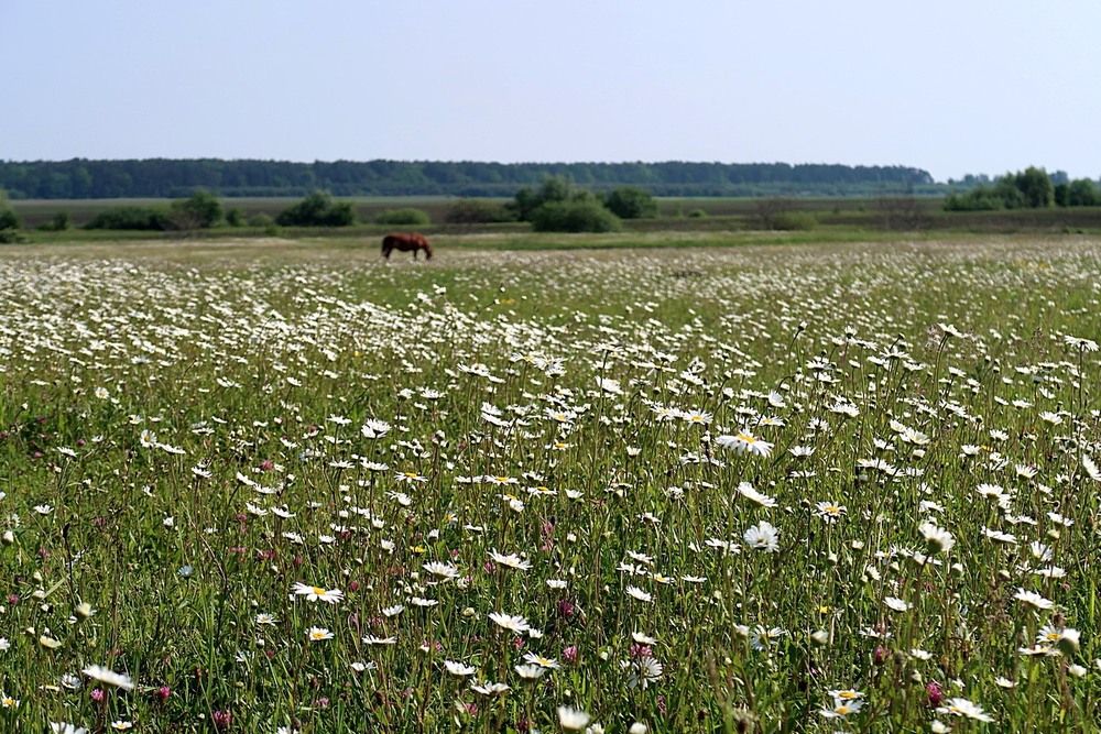 Фотографія Разное / Віталій Шафранський / photographers.ua