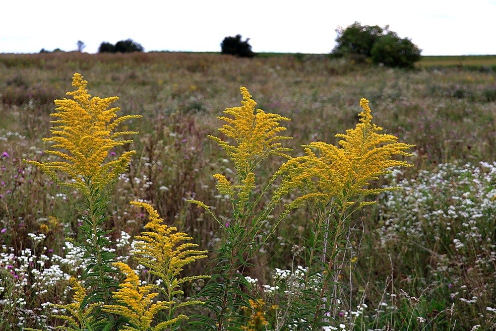 Фотографія Пейзаж / Віталій Шафранський / photographers.ua