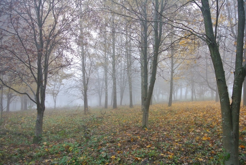 Фотографія Ранковий туман / Віталій Шафранський / photographers.ua