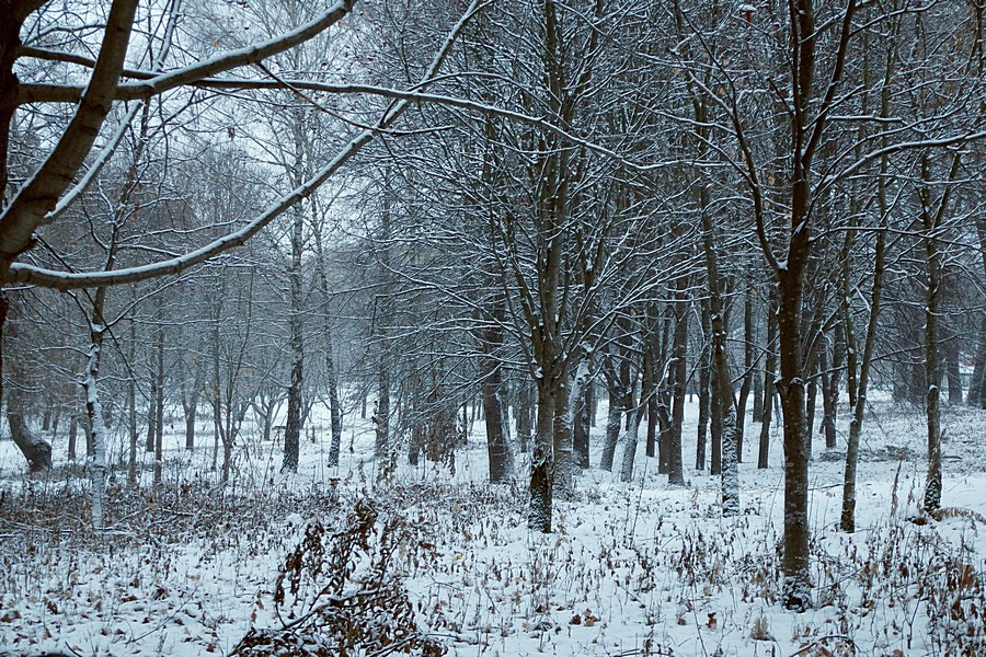 Фотографія Зима / Віталій Шафранський / photographers.ua