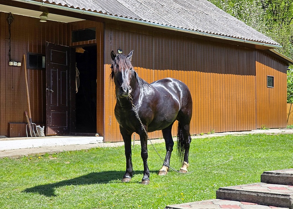 Фотографія Конячка / Віталій Шафранський / photographers.ua