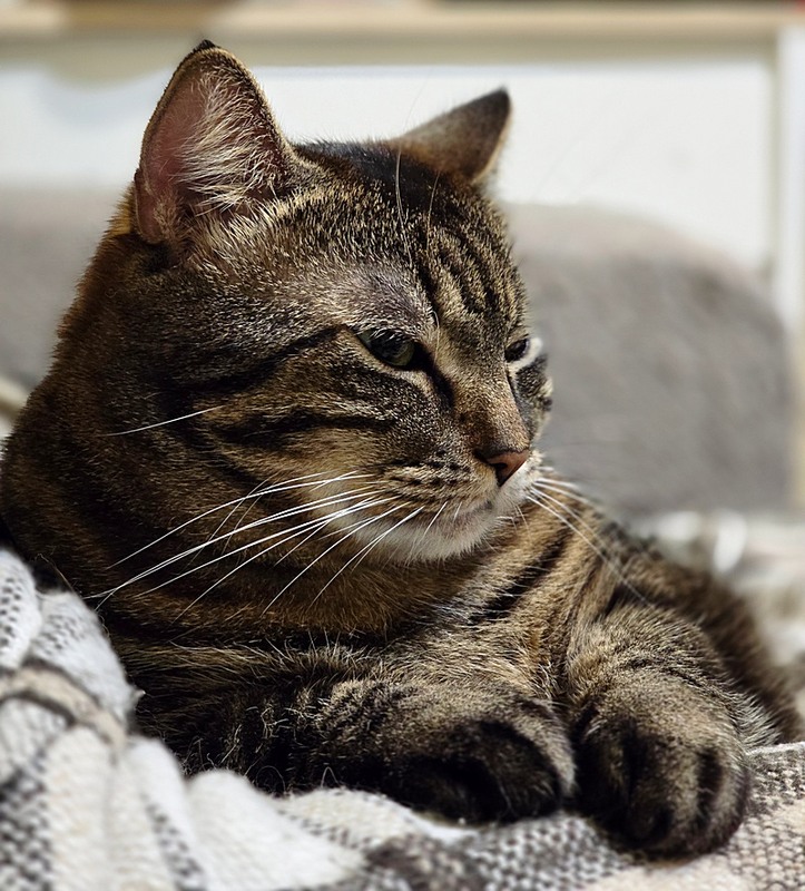 Фотографія Діна / Віталій Шафранський / photographers.ua