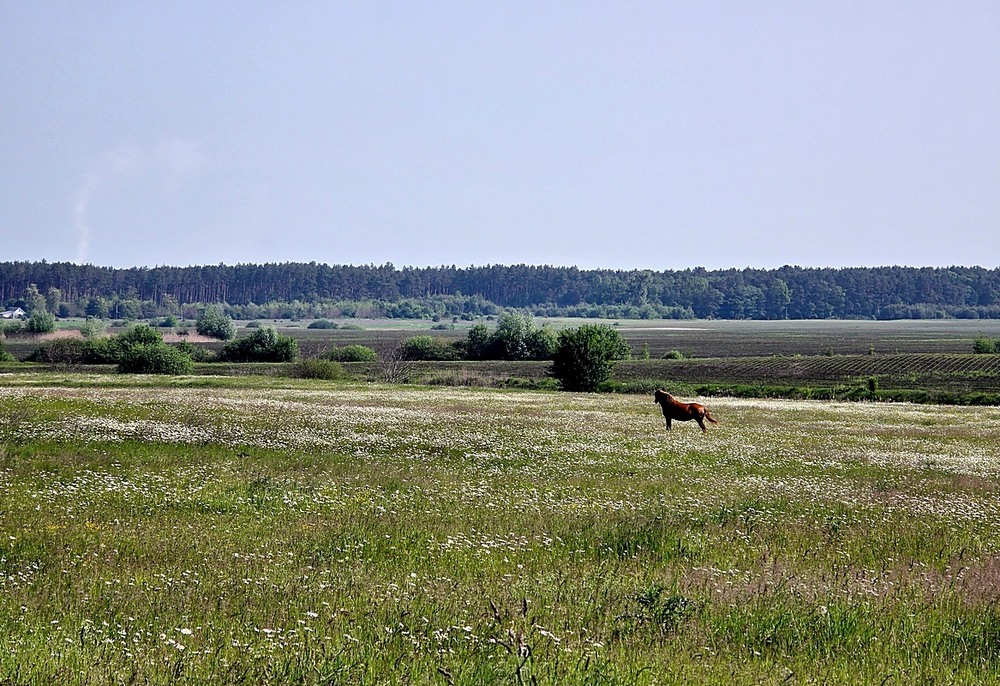 Фотографія На випасі / Віталій Шафранський / photographers.ua