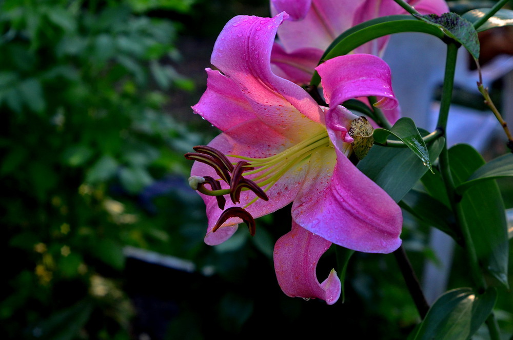 Фотографія лилия в солнечном свете / Татьяна *Kipish* / photographers.ua