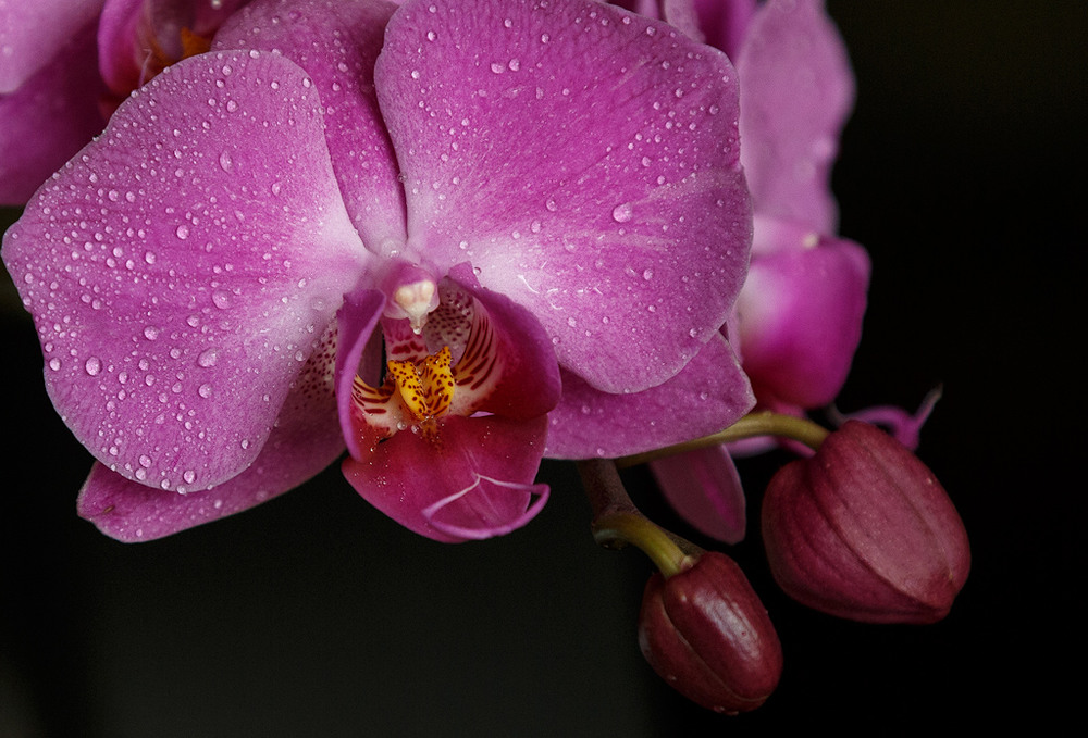 Фотографія Женственность в орхидее / Марк Бабич / photographers.ua