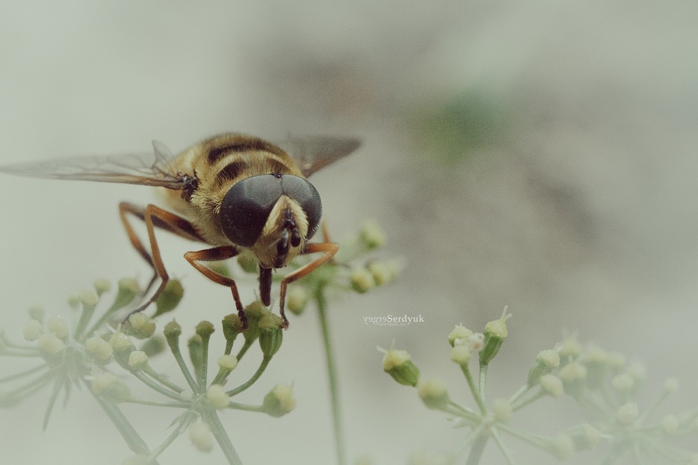 Фотографія Пчелка на работе / Сергей Сердюк / photographers.ua