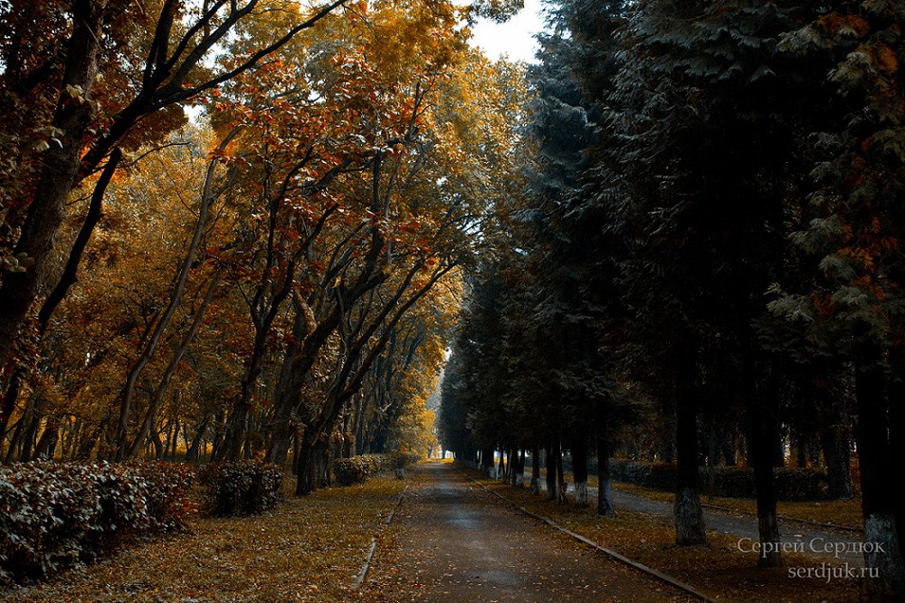 Фотографія Осенний парк / Сергей Сердюк / photographers.ua