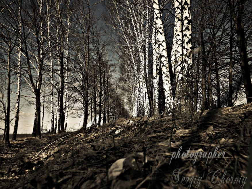 Фотографія Роща / Сергій Чорний / photographers.ua