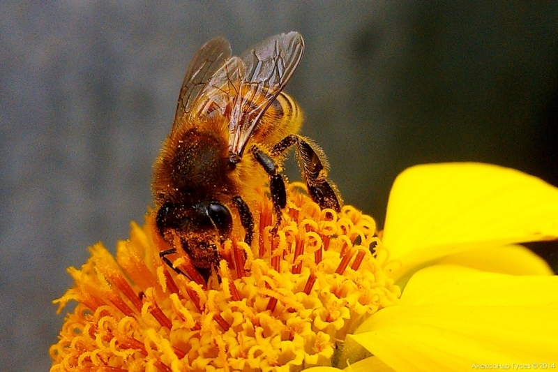 Фотографія Пчелка на цветке / Oleksandr Gusev / photographers.ua