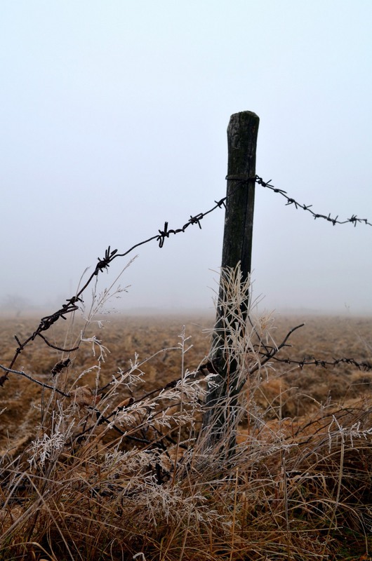 Фотографія Колючий дріт в тумані / Oksana Erstenyuk / photographers.ua