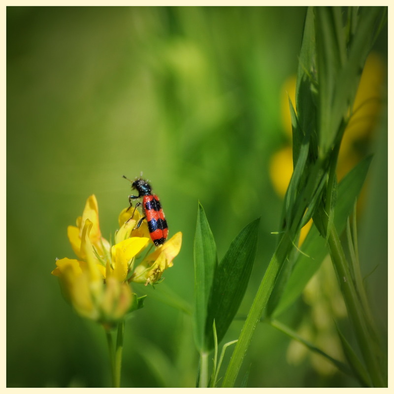 Фотографія Мечтатель... / K.V.K. / photographers.ua