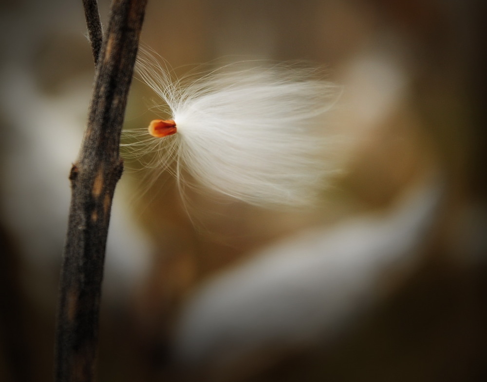 Фотографія Макро / K.V.K. / photographers.ua