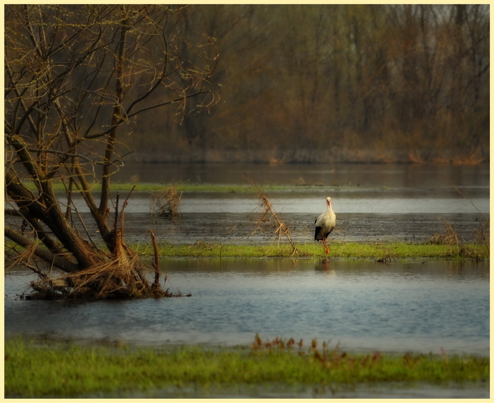 Фотографія Животные / K.V.K. / photographers.ua