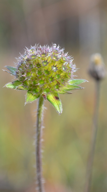 Фотографія Макро / Екатерина Калашникова / photographers.ua